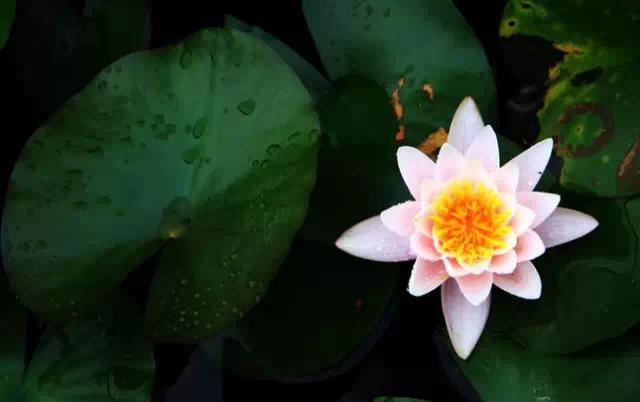 菩萨从兜术天降神母胎说广普经