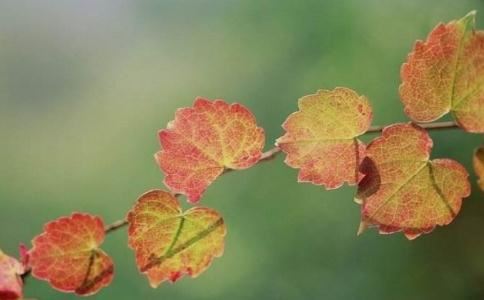 观虚空藏菩萨经