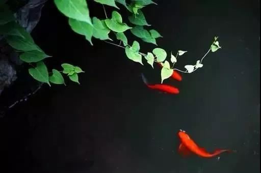 佛说十吉祥经