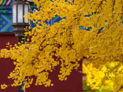 大乘宝云经