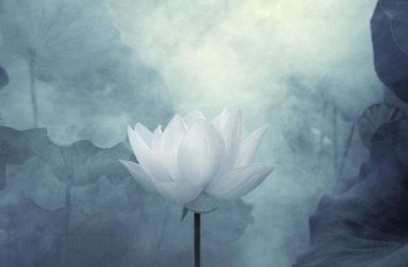 佛说木患子经