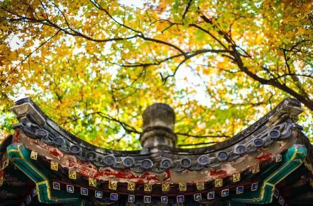 大毗卢舍那成佛神变加持经莲华胎藏悲生曼荼罗广大成就仪轨