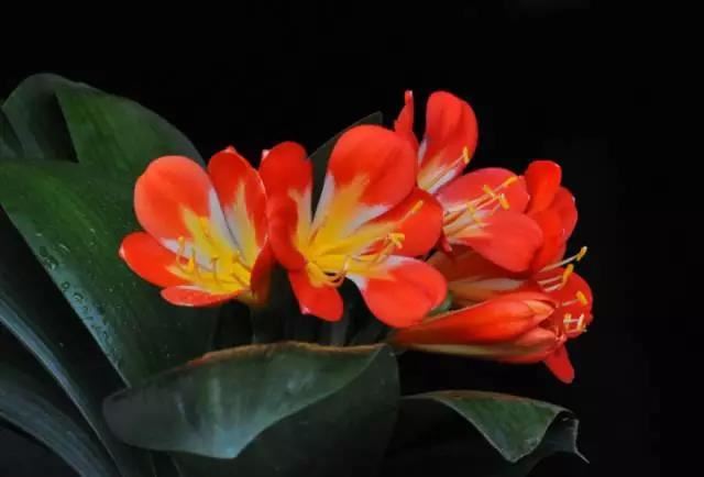 金刚上味陀罗尼经