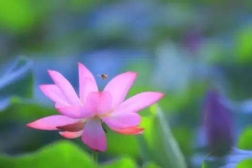 佛说苾刍五法经