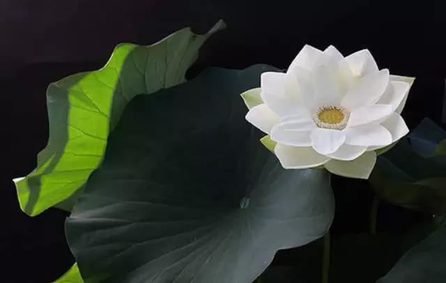 佛吉祥德赞