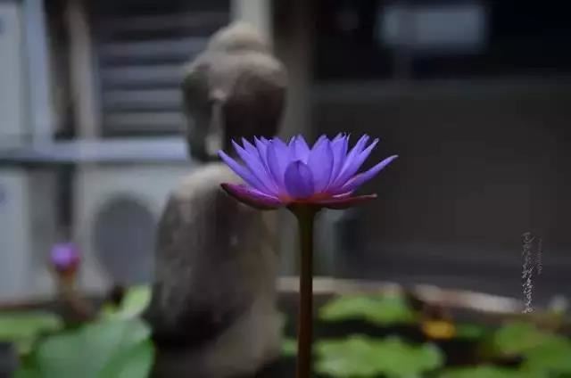 大乘起信论义记