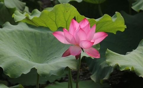 嘉兴藏第29册No.B229法澜澄禅师语录