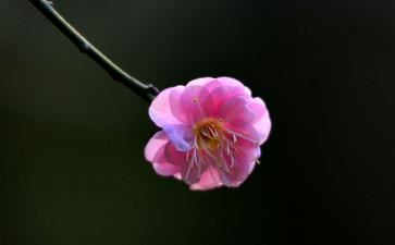 嘉兴藏第40册No.B474盘山了宗禅师语录