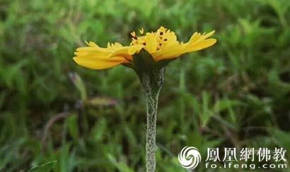 卍新纂续藏经第21册No.0389弥勒下生经述赞