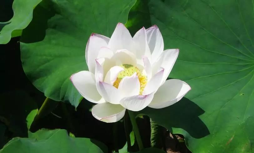 卍新纂续藏经第26册No.0570般若心经解义