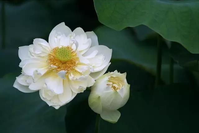 卍新纂续藏经第88册No.1642现果随录